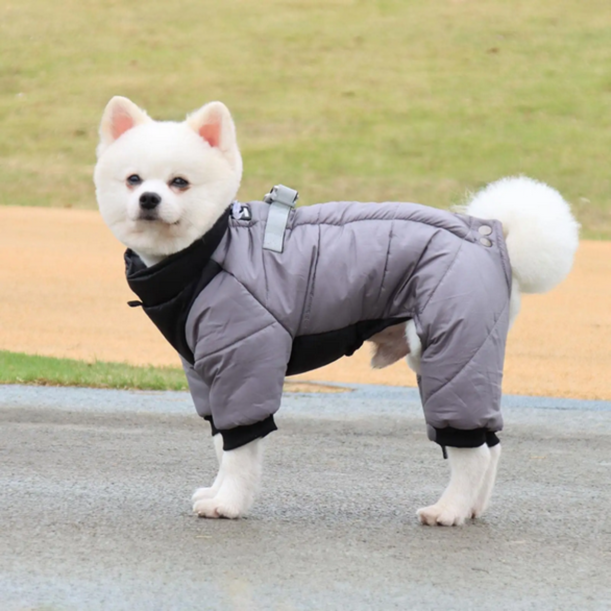 WINTER DOG JACKET