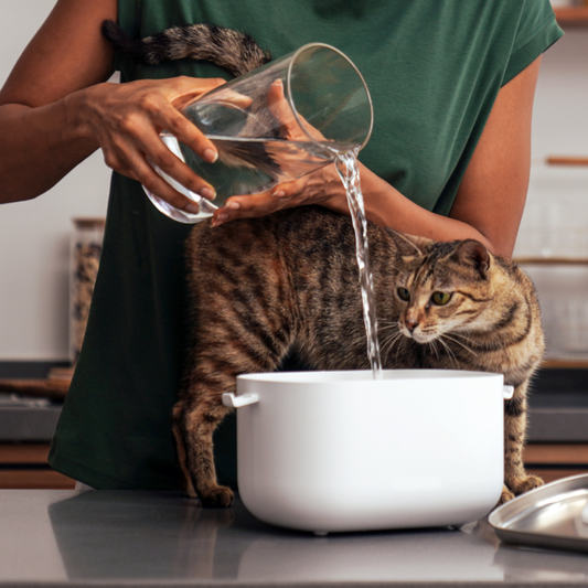 SMART PET WATER FOUNTAIN